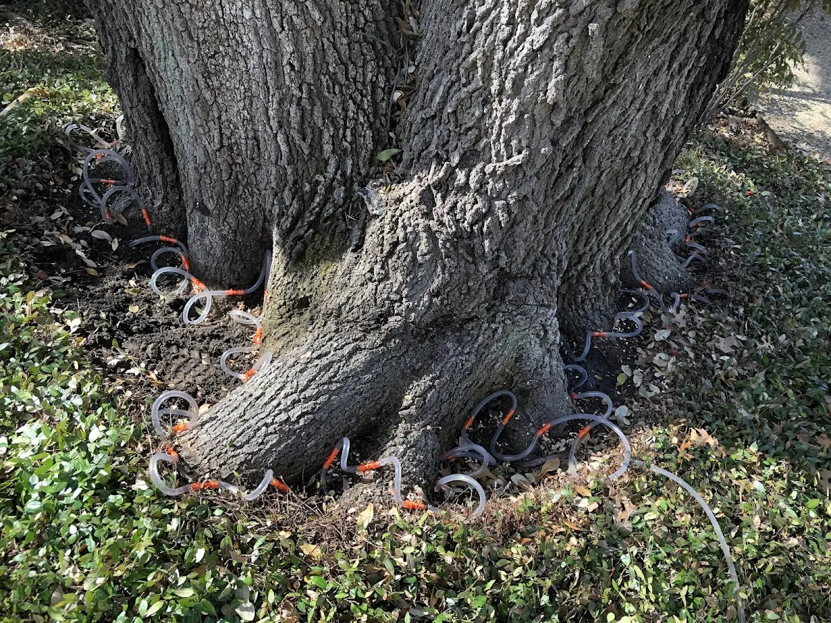 Detailed Tree Cabling and Bracing job site in Williamsport